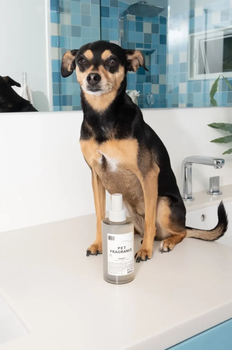 DedCool Pet Fragrance | MECCA Hot