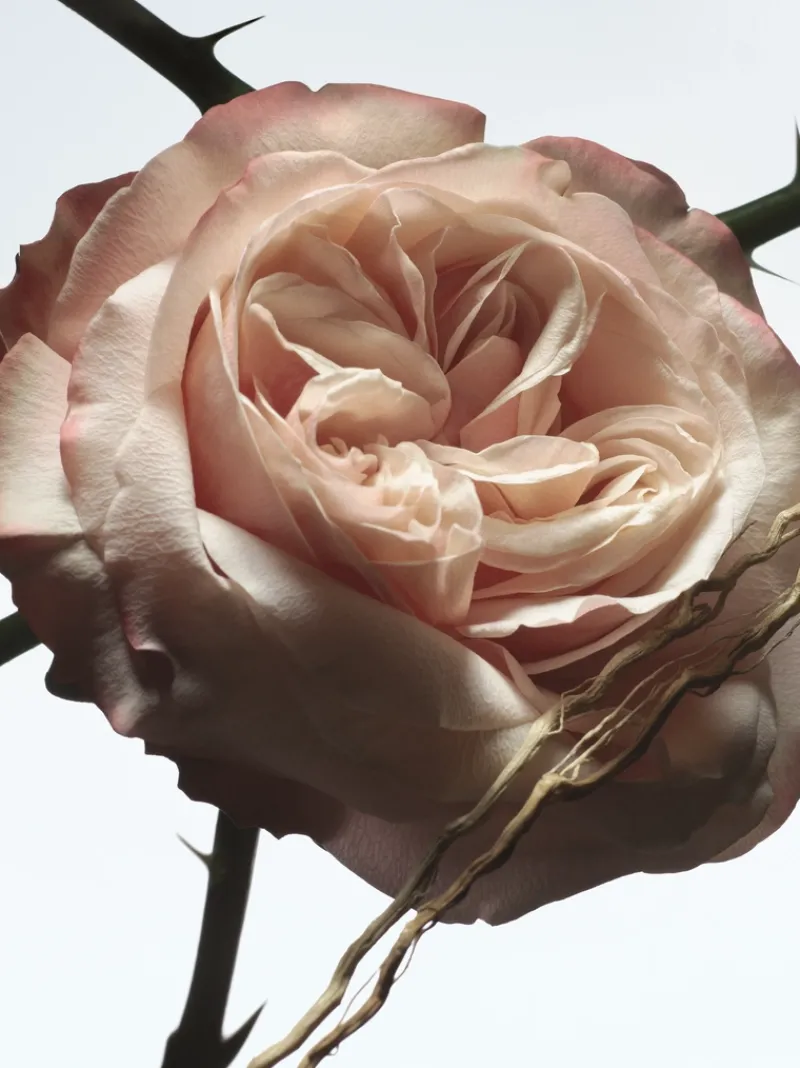 Dries Van Noten Rosa Carnivora EDP | MECCA Outlet